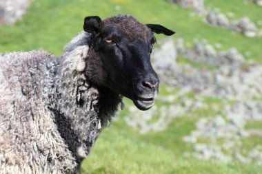 Gündüz vakti dağlarda otlayan koyunlar 