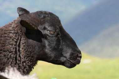 Gündüz vakti dağlarda otlayan koyunlar 