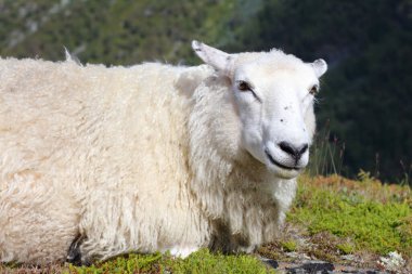 Gündüz vakti dağlarda otlayan koyunlar 