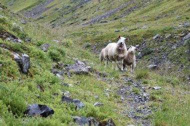 Gündüz vakti dağlarda otlayan koyun sürüsü 