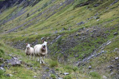 Gündüz vakti dağlarda otlayan koyun sürüsü 