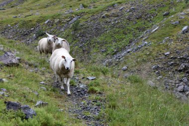 Gündüz vakti dağlarda otlayan koyun sürüsü 