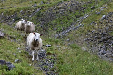 Gündüz vakti dağlarda otlayan koyun sürüsü 