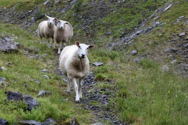 Gündüz vakti dağlarda otlayan koyun sürüsü 