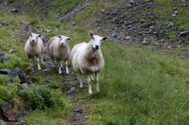 Gündüz vakti dağlarda otlayan koyun sürüsü 