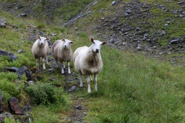 Gündüz vakti dağlarda otlayan koyun sürüsü 