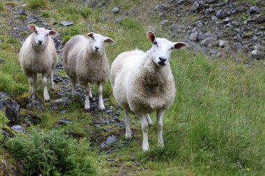 Gündüz vakti dağlarda otlayan koyun sürüsü 