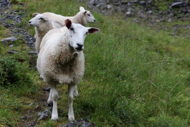 Gündüz vakti dağlarda otlayan koyun sürüsü 