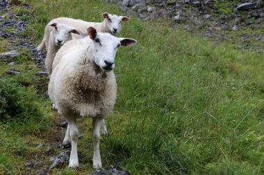 Gündüz vakti dağlarda otlayan koyun sürüsü 
