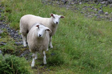 Norveç - Schaf / Norveç - Koyun / Ovis