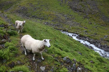 Norveç - Schaf / Norveç - Koyun / Ovis