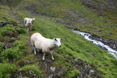 Norveç - Schaf / Norveç - Koyun / Ovis