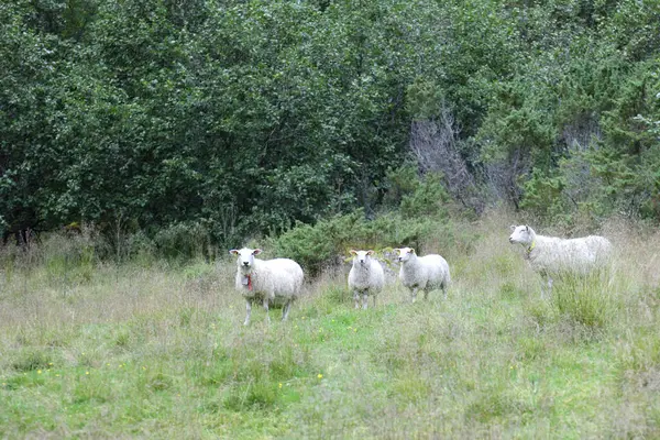 Fårbesättning Som Betar Berg Dagtid — Stockfoto