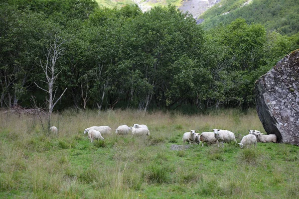 Rebanho Ovinos Pastando Nas Montanhas Durante Dia — Fotografia de Stock