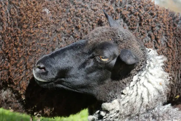 Troupeau Moutons Paissant Dans Les Montagnes Jour — Photo
