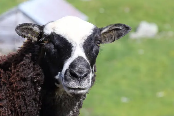 Schafe Weiden Tagsüber Den Bergen — Stockfoto