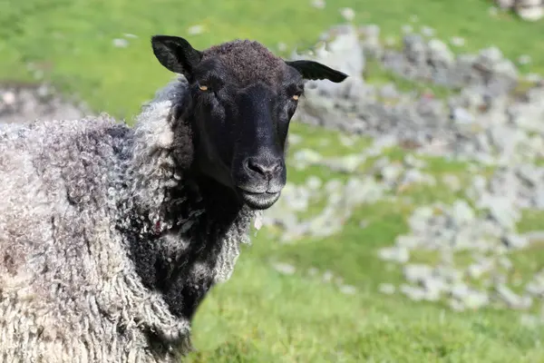 Gündüz vakti dağlarda otlayan koyunlar 