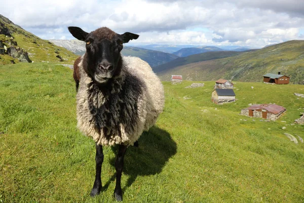 Får Betar Berg Dagen — Stockfoto