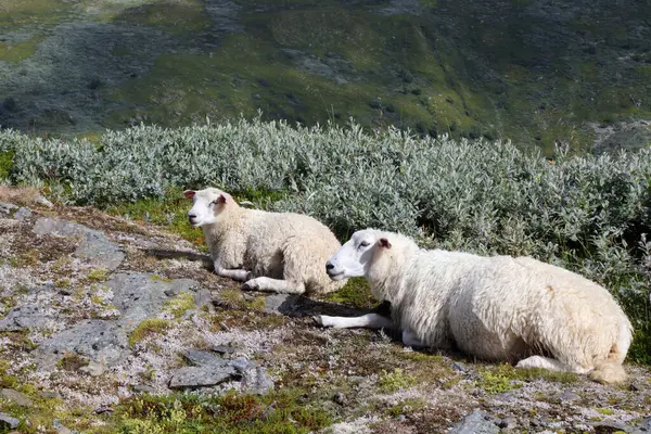 Herd Sheep Grazing Mountains Daytime — Stock Photo, Image