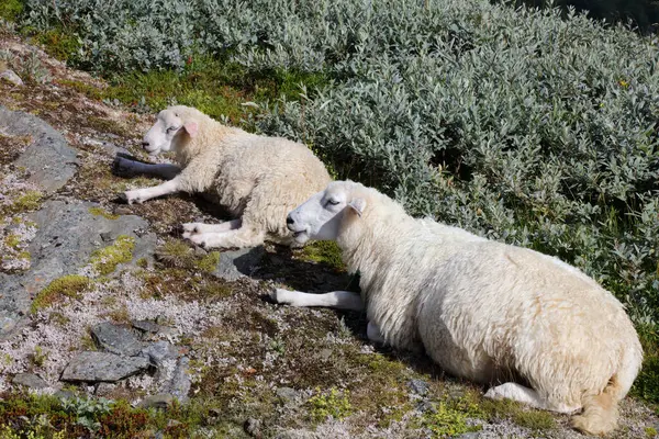 Rebanho Ovinos Pastando Nas Montanhas Durante Dia — Fotografia de Stock