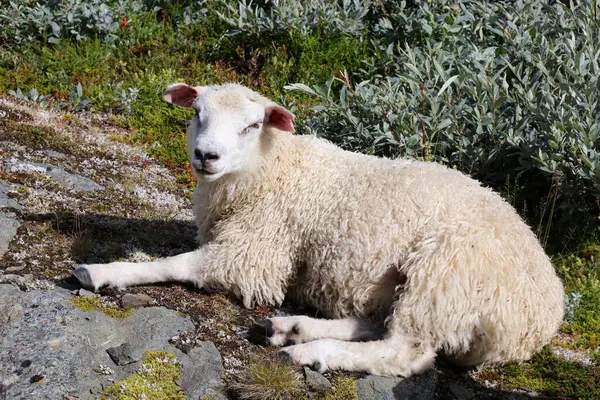 Schafe Weiden Tagsüber Den Bergen — Stockfoto