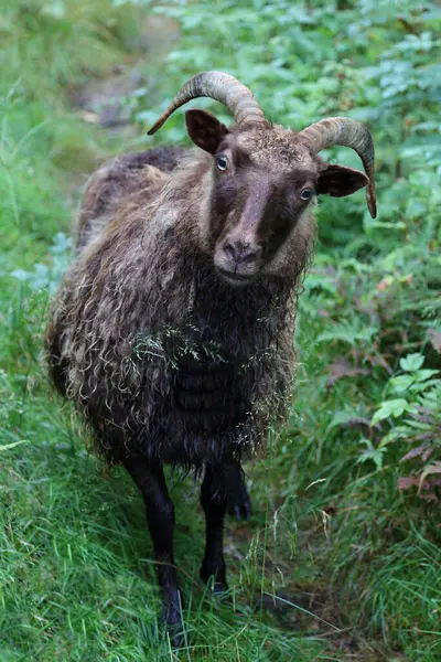 昼間の山で羊が放牧する — ストック写真