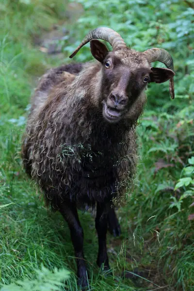 Pecore Pascolo Montagna Durante Giorno — Foto Stock