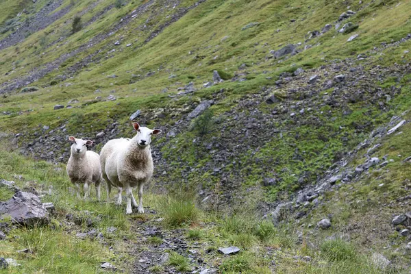 Herd Sheep Grazing Mountains Daytime — Stock Photo, Image