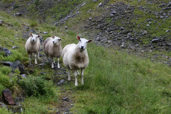 Mandria Pecore Pascolo Montagna Durante Giorno — Foto Stock