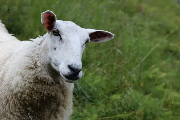 Pâturage Des Moutons Montagne Jour — Photo