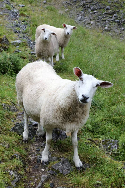 Norwegen Schaf Norwegen Schafe Ovis — Stockfoto