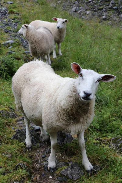 Νορβηγός Schaf Νορβηγία Πρόβατα Ovis — Φωτογραφία Αρχείου