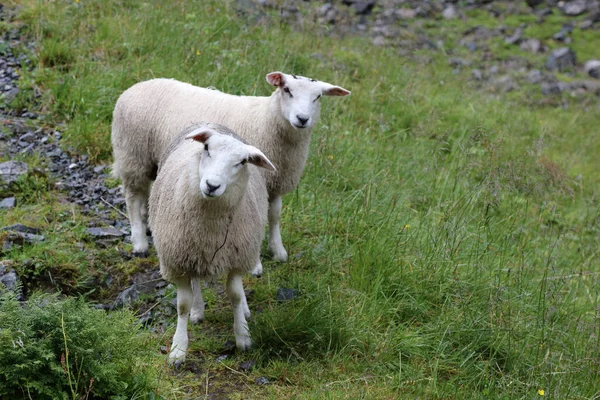 ノルウェー Schaf Norway Sheep Ovis — ストック写真