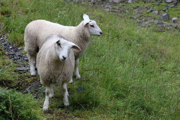 ノルウェー Schaf Norway Sheep Ovis — ストック写真