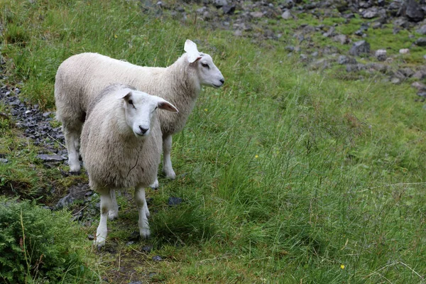 Norwegen Schaf Norway Sheep Ovis — Stock Photo, Image