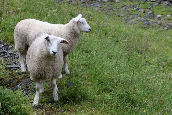 ノルウェー Schaf Norway Sheep Ovis — ストック写真