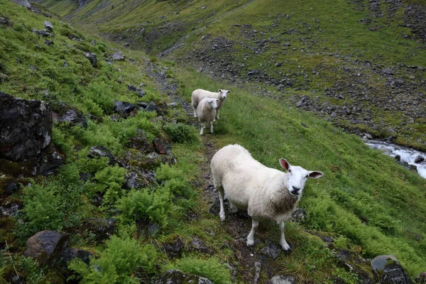 Norsko Schaf Norsko Ovce Ovis — Stock fotografie