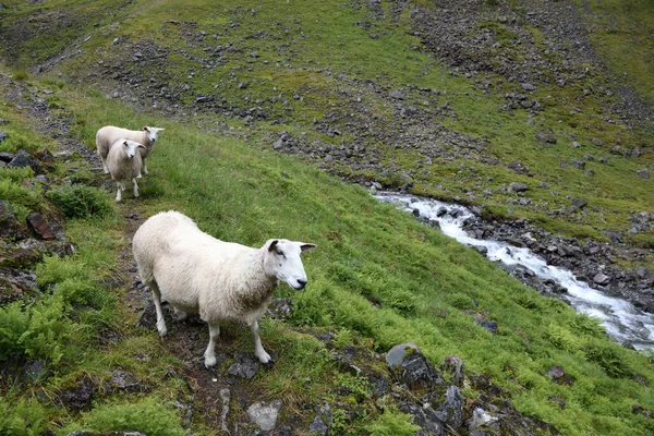 Norway Schaf Norway Sheep Ovis — стоковое фото
