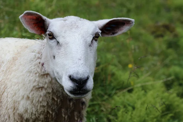 ノルウェー Schaf Norway Sheep Ovis — ストック写真