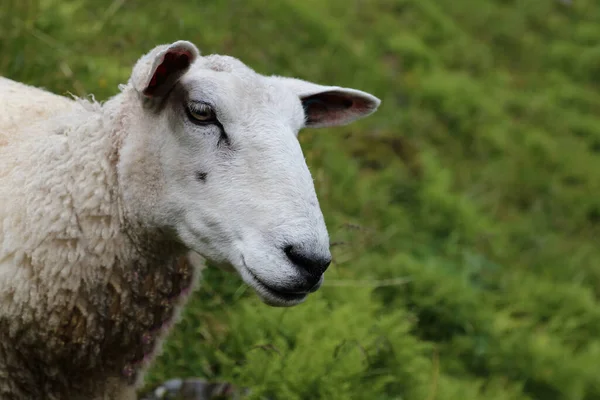 Norwegen Schaf Norge Får Ovis — Stockfoto