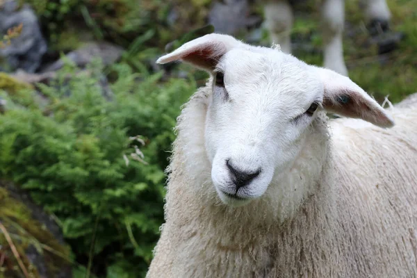 ノルウェー Schaf Norway Sheep Ovis — ストック写真