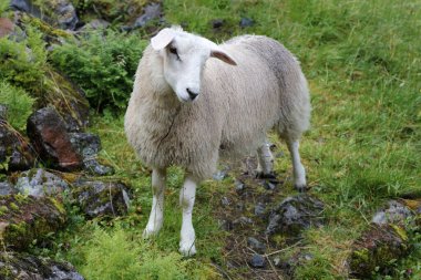 Norveç - Schaf / Norveç - Koyun / Ovis