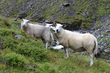 Norveç - Schaf / Norveç - Koyun / Ovis