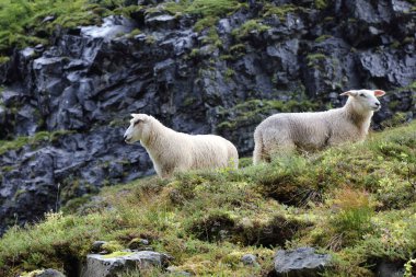 Norveç - Schaf / Norveç - Koyun / Ovis
