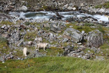 Norveç - Schaf / Norveç - Koyun / Ovis