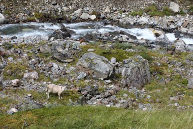 Norveç - Schaf / Norveç - Koyun / Ovis