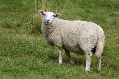 Norveç - Schaf / Norveç - Koyun / Ovis