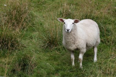 Norveç - Schaf / Norveç - Koyun / Ovis