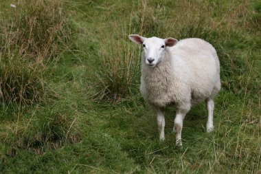 Norveç - Schaf / Norveç - Koyun / Ovis