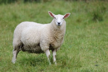 Norveç - Schaf / Norveç - Koyun / Ovis